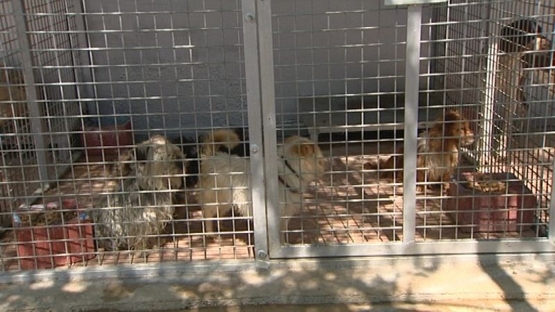 Varios perros comparten espacio en las minúsculas jaulas de la perrera de Badajoz