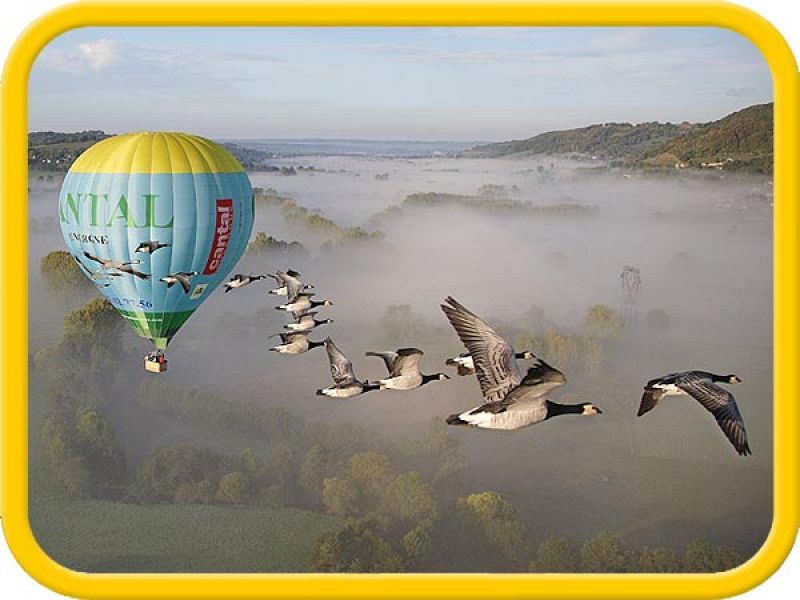 Una bandada de gansos vuela junto a los globos aerostáticos