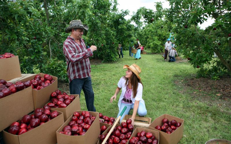 Eva es una joven perteneciente a una familia muy humilde que trabaja recolectando manzanas en un terreno al sur de California.