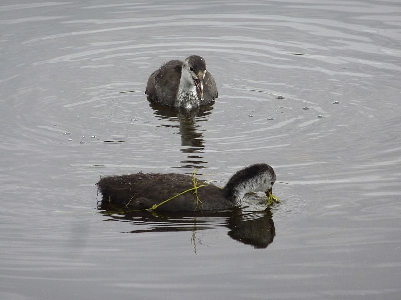 CONTAMINACIÓN EN LAS TABLAS DE DAIMIEL