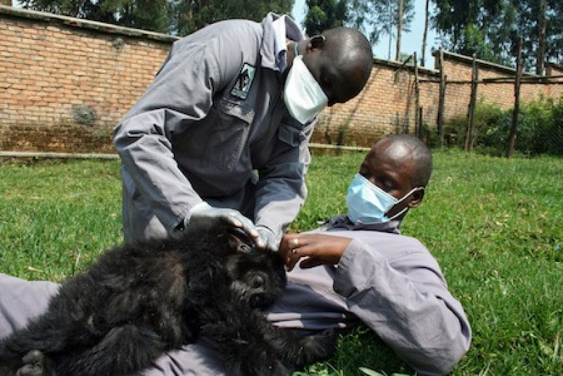 Los técnicos del Parque Nacional de Vidunga acarician al cachorro de gorila de montaña rescatado por la policía de Ruanda