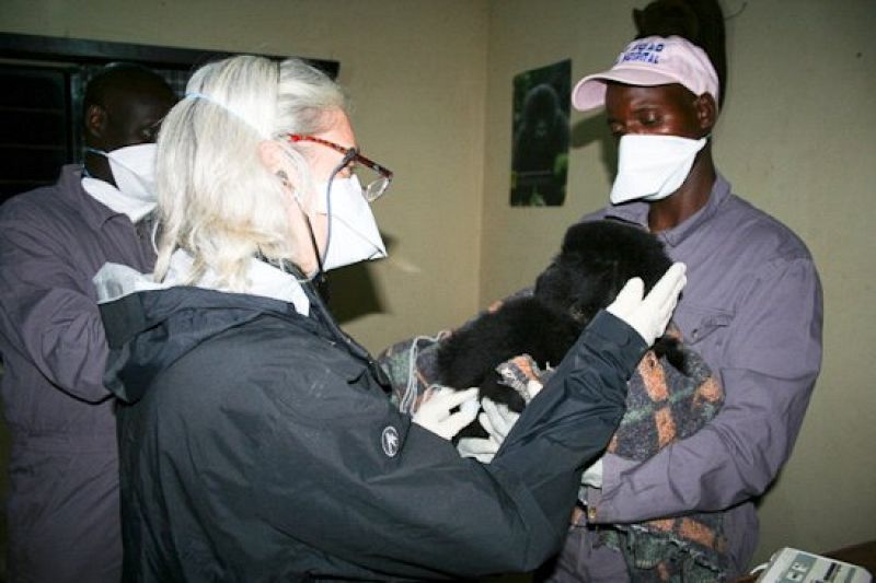 Todo fueron mimos y caricias para el joven animal nada más ser rescatado por la policía y entregado a los técnicos del Parque Nacional de Virunga para que se hicieron cargo del gorila