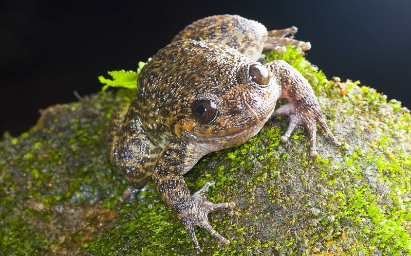 Las ranas han sido descubiertas en una zona montañosa conocida como los Gaths occidentales de la India