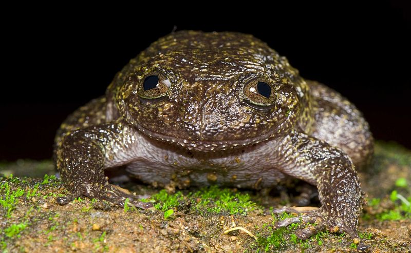 Alguna de las ranas descritas, como la 'nocturna Croog', no habían sido vistas desde hace 91 años