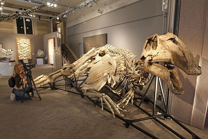 Prosaurolophus maximus era la estrella del lote que se quedó sin adjudicar en la subasta de Sotheby's en París. Este dinosaurio herbívoro vivió al final del periódo Cretácico, hace aproximadamente 75 millones de años.