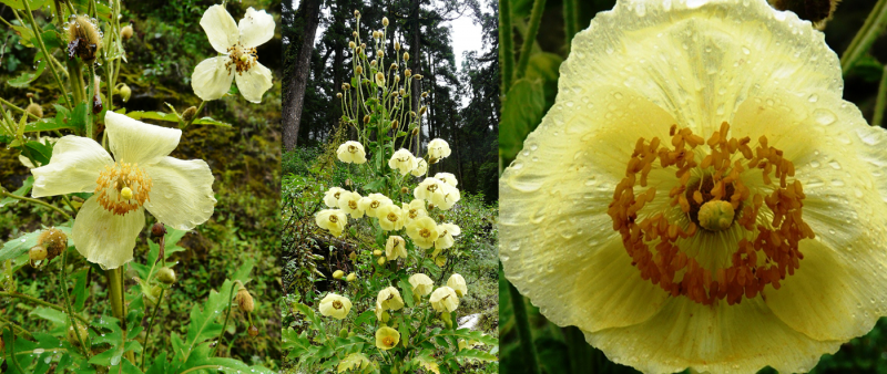 Una amapola amarilla de Nepal (Asia) que florece en otoño y ha permanecido 'oculta' para la ciencia durante centenares  de años