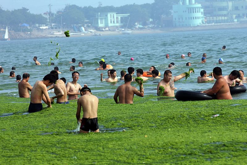 Para los ciudadanos de Qingdao parece ser un acontecimiento ver cómo el Mar Amarillo se llena de algas que llegan en verdes olas.