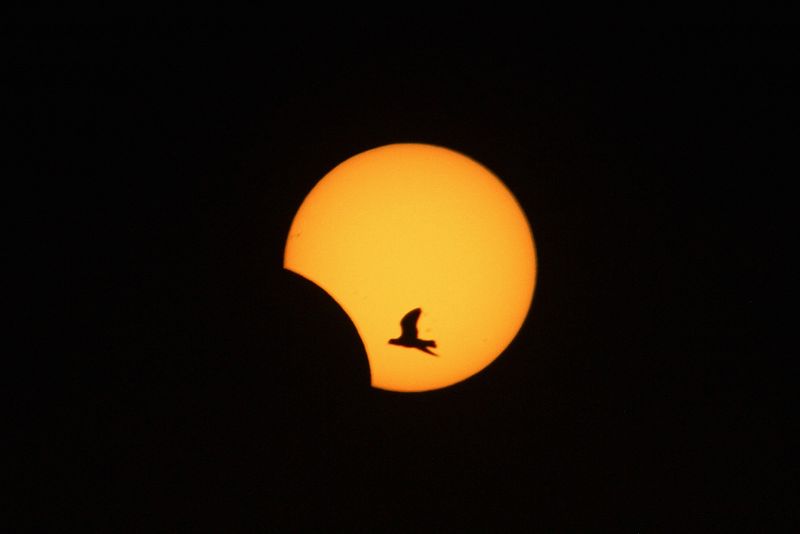 A bird flies as sun is partially eclipsed in Sidon, southern Lebanon