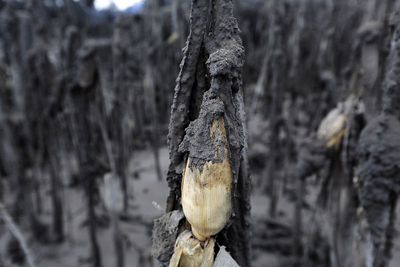 A corn plant is covered with ash spewed out of Mount Sinabung after it erupted at Kuta Rakyat village in Karo district