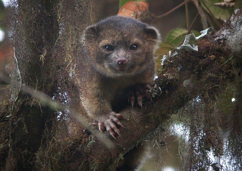 Olinguito