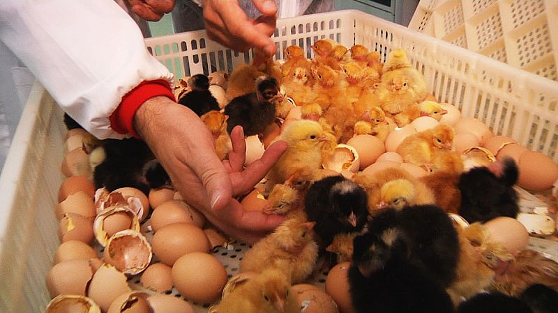 Durante 18 días permanecen  en esta sala de incubación que imita las mismas condiciones que le daría una gallina clueca en cualquier granja.