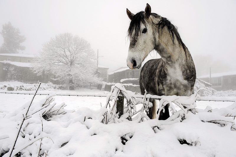 TEMPORAL DE NIEVE Y FRÍO