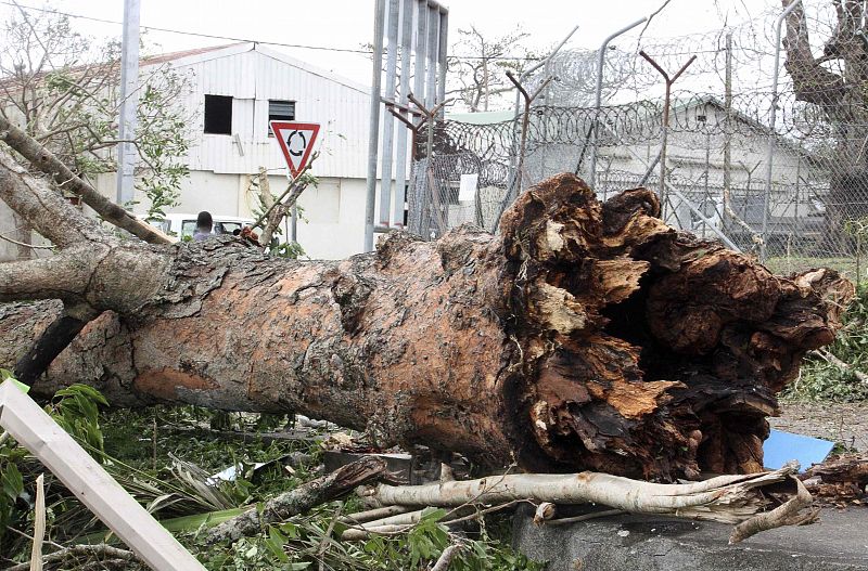 Un gran árbol caído por los fuertes vientos de Pam cerca de la prisión de Port Vila