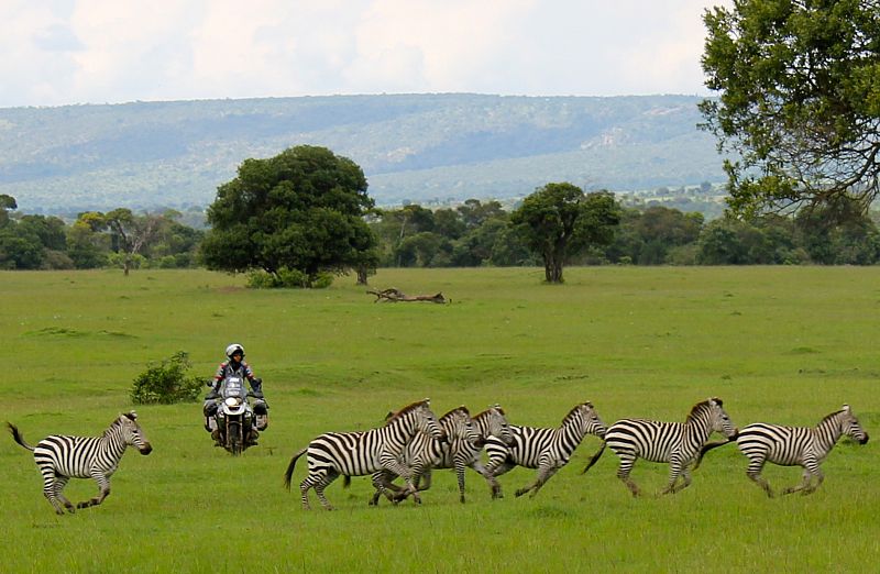 zebras masai mara kenia