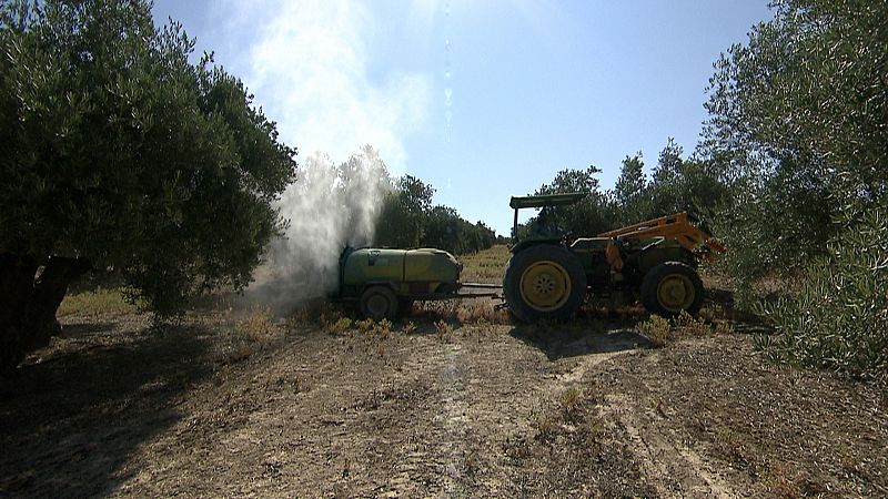 Los olivareros andaluces están alerta para impedir la llegada  de la xylella fastidiosa