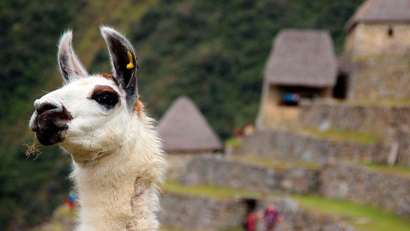 La llama, animal típico de Perú