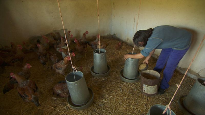 Cristina dirige su propia explotación de pollos ecológicos