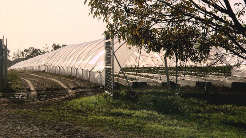 Los cultivos intensivos de fresa detraen agua también del mismo acuífero.