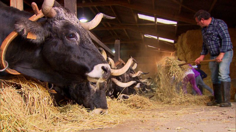 Vacas tudancas en la invernada de Caviedes, Cantabria.
