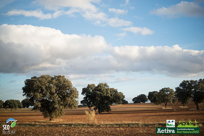 Paisaje de Campos de Montiel