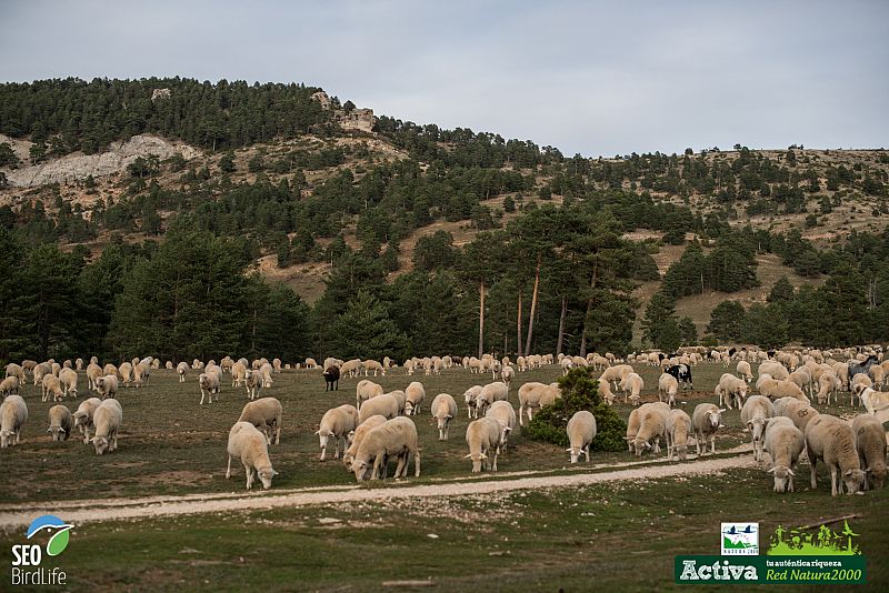 Ovejas en trashumancia en Alto Tajo y Muela de San Juan