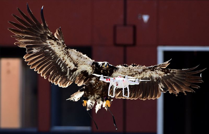 Un águila intenta cazar un drone