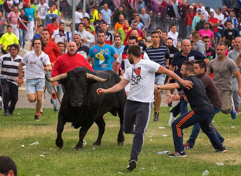 Corredores delante del toro en la fiesta del Toro de la Peña, que ha sustituido al famoso Toro de la Vega.