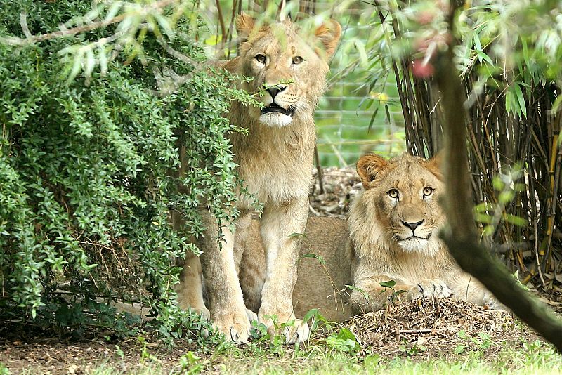 La Policía alemana mata a tiros a un  león que se había escapado del zoo de Leipzig