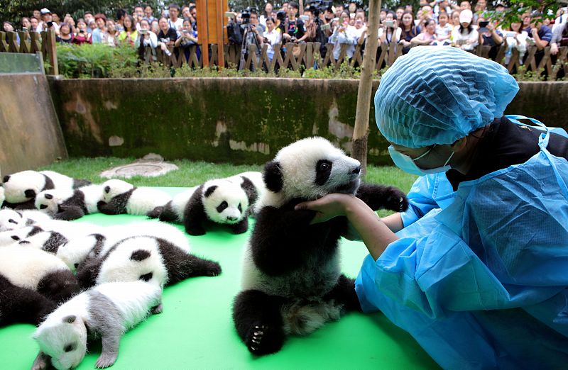 23 crías de panda gigante, nacidas en 2016, han sido presentadas en el Centro de Conservación de osos panda gigantes de la ciudad de Chengdu. La institución china ha advertido que pese a que ya no es una especie en peligro de extinción, sigue siendo