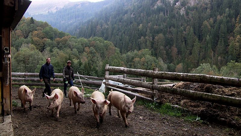 Estos agricultores suizos llevan su granja como hace cien años