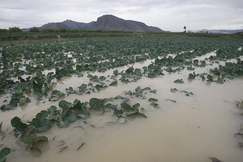 Campos de hortalizas totalmente anegados en la localidad alicantina de Redován, debido al fuerte temporal de lluvia que ha provocado la crecida del río Segura.