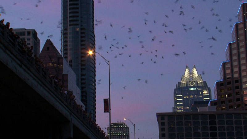  Murciélagos saliendo de un puente en Austin, Texas (EEUU)