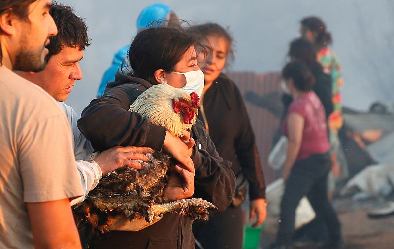 Una mujer sostiene un gallo quemado durante el incendio, que ha arrasado más de 200 hectáreas de pastizales, matorrales y eucaliptos en los sectores de Laguna Verde y aledaños,