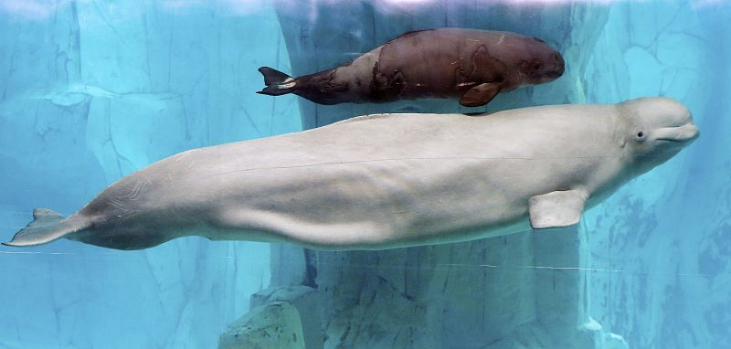 El Oceanogràfic de Valencia presenta la primera cría de beluga nacida en sus instalaciones