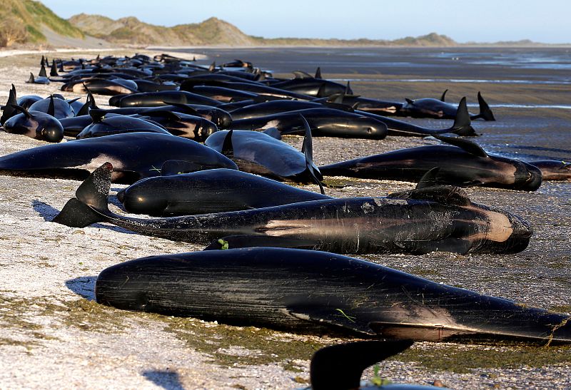 Unos 300 cetáceos han muerto y varios voluntarios tratan de salvar a otro centenar