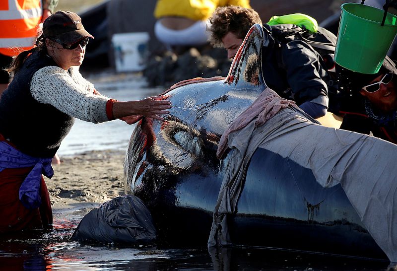 Varios voluntarios trabajan para mantener con vida a algunas de las ballenas piloto que han sobrevivido