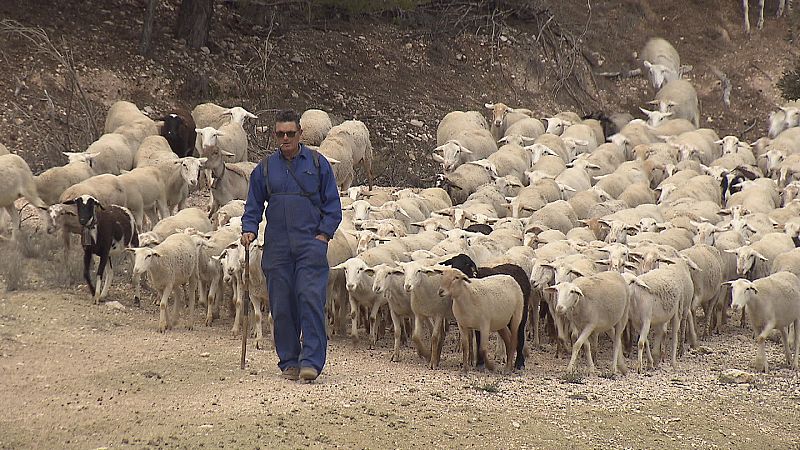 La oveja segureña, autóctona de la zona, tiene su papel en la restauración del paisaje