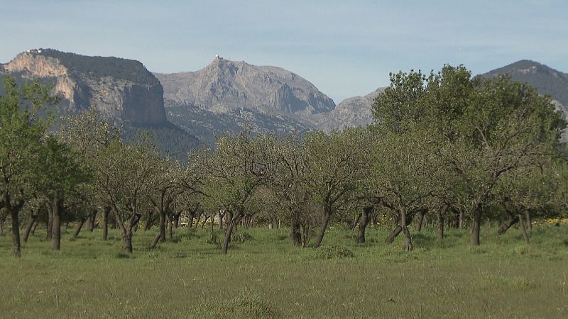 Paisaje mallorquín con almendros frente  a la sierra de Tramuntana