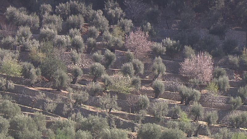 Los bancales permiten cultivar olivos en la escarpada sierra de Tramuntana