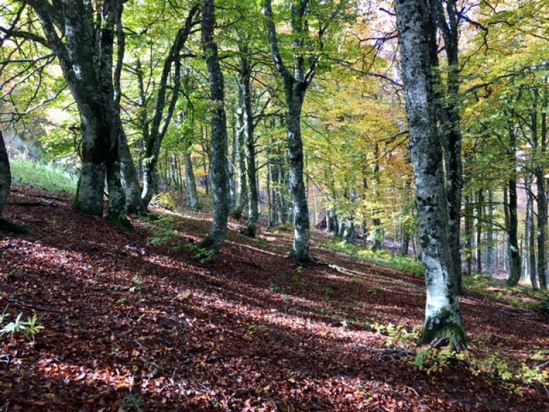 La selva de Irati en Navarra es el segundo bosque de hayas y abetos más importante de Europa