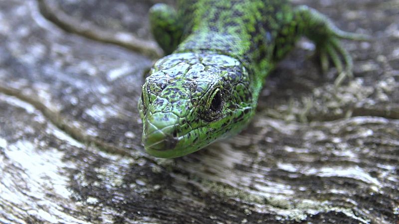 La lagartija serrana es una especie endémica de los Picos de Europa