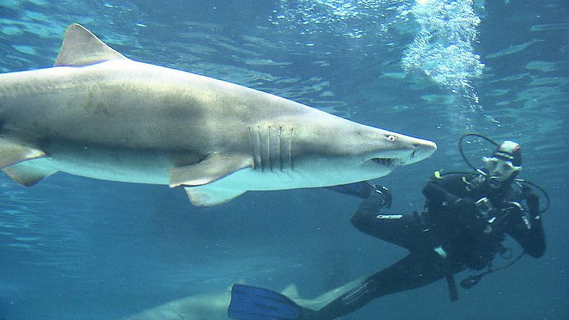 Algunas especies de tiburones practican el canibalismo intrauterino