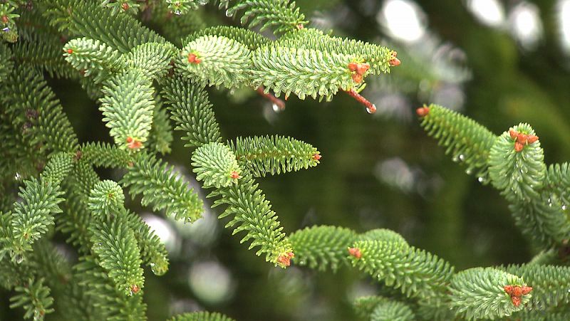 Detalle del abies pinsapo, nuestro abeto meridional