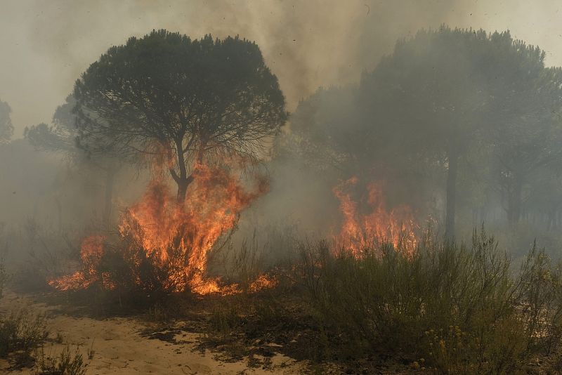 Las autoridades creen que el incendio en el paraje de La Peñuela, en Moguer, pudo ser provocado.