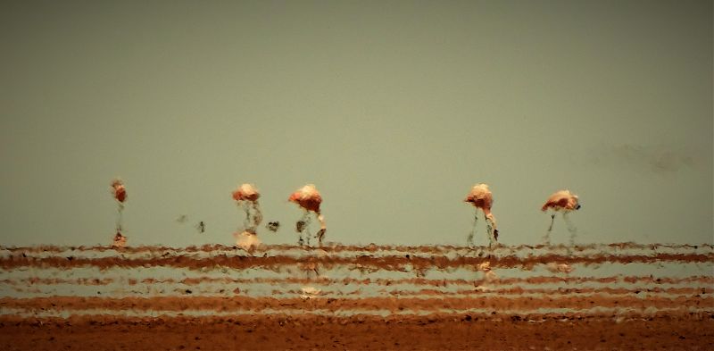 Flamencos andinos, ¿acabarán en espejismo?