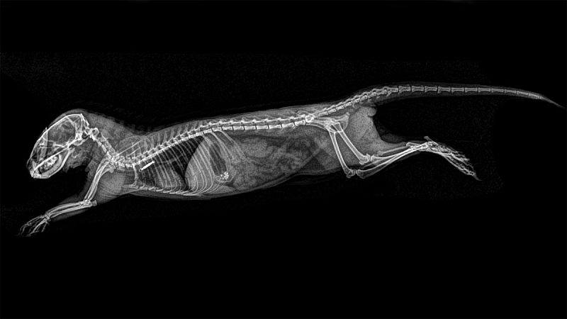 'Helogale parvula' es un pequeño carnívoro africano de la familia Herpestidae.¿ Su área de distribución se extiende desde Sudáfrica hasta Eritrea.