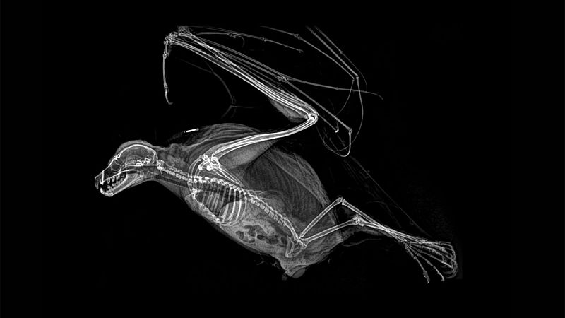 'Pteropus rodricensis' es una especie de murciélago frugivoro de gran tamaño, comúnmente conocido como zorro volador. Es un endemismo de la Isla Rodrigues situada en el Océano Índico.