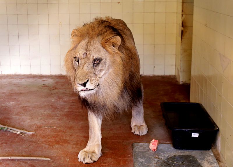 El león Lenci en su jaula del zoo con lesiones en uno de sus ojos