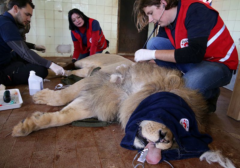 Sanitarios con equipo médico revisando a uno de los leones