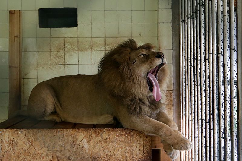 El león Bobby bostezando en su jaula